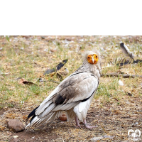 گونه کرکس مصری Egyptian Vulture